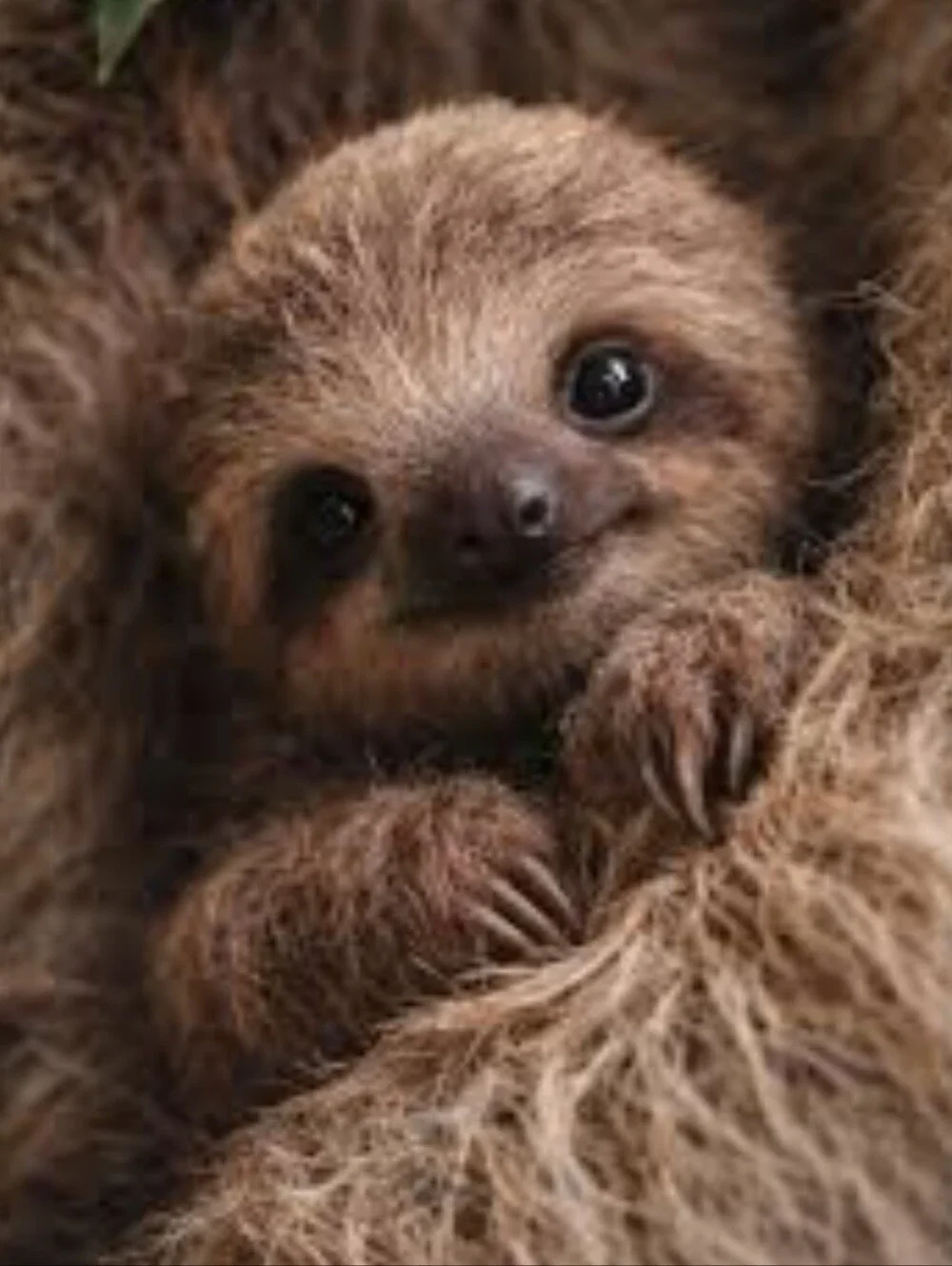 Mom With Attached Baby Plush Sloth Stuffed Animal 18